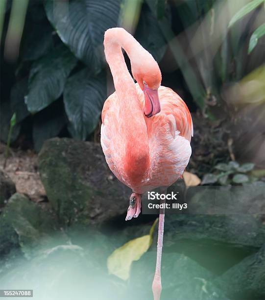 Pink Flamingo Stock Photo - Download Image Now - American Flamingo, Animal, Animal Behavior