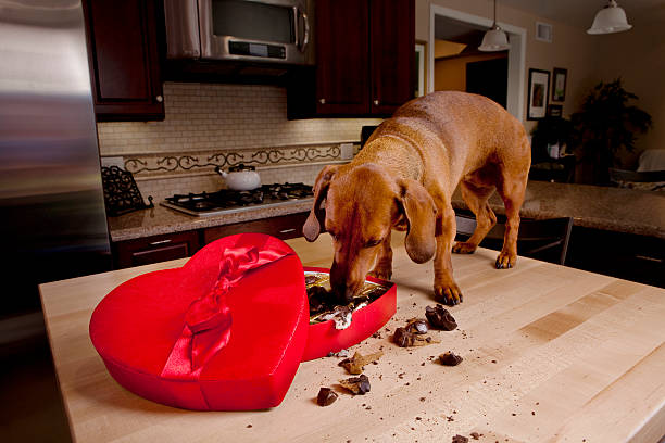 Dog eating chocolates from heart shaped Valentine's box Dog eating chocolates from heart shaped Valentine's box on kitchen table dog chocolate valentines day stock pictures, royalty-free photos & images