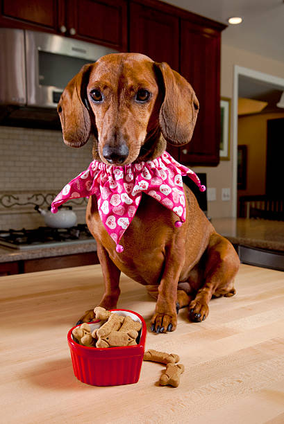 istock Dog with treats in heart shaped bowl 155247297
