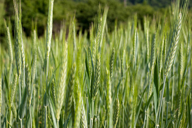 Barley stock photo