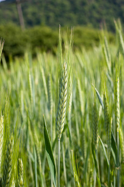 Barley stock photo