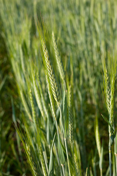 Barley stock photo