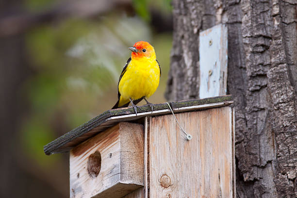Condo Tenant A beautiful Western Tanager explores the neighborhood for a home. piranga ludoviciana stock pictures, royalty-free photos & images