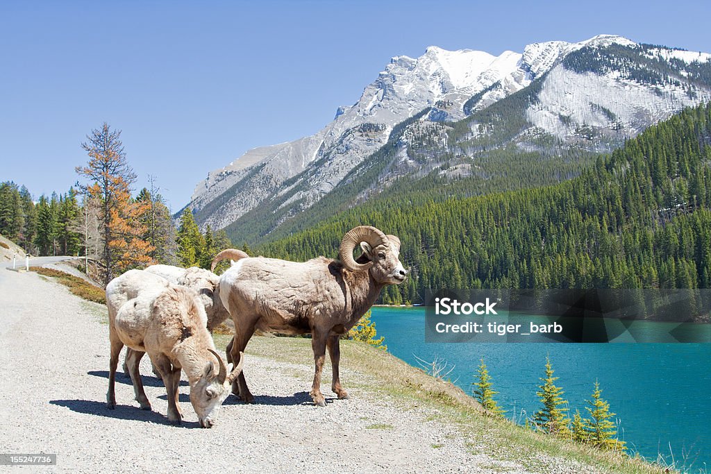 Mountain Bighorn Sheep on Lake Minnewanka, Canadian Rockies, Alberta Banff National Park Stock Photo
