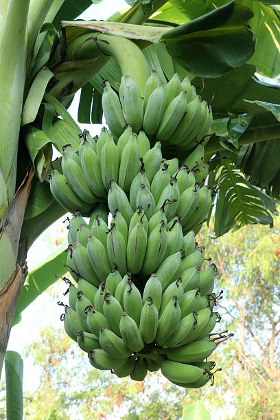 Banana su un albero - foto stock