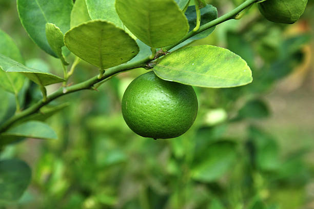 Suspension citron vert - Photo