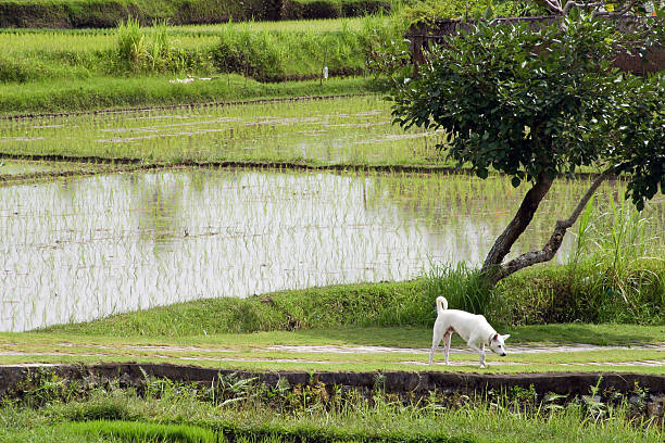 fluted paddy campo em bali wirh branco cão - reisanbau imagens e fotografias de stock