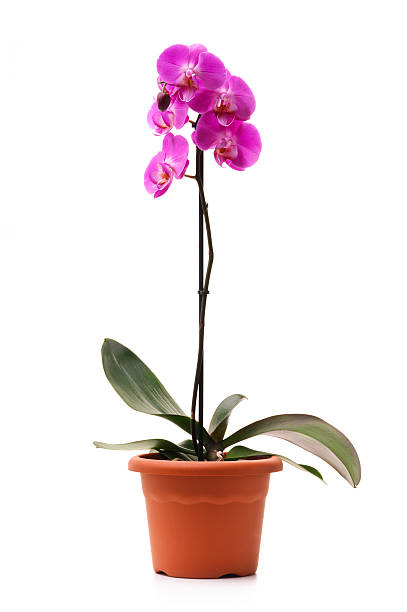 a potted orchid in bloom