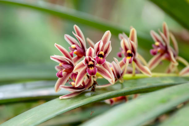 istock Cymbidium aloifolium Wild Orchid 1552489197