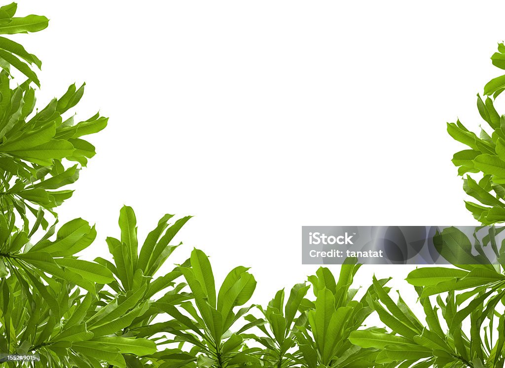 green leaves on white background Botany Stock Photo