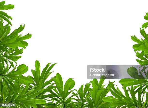 Green Leaves On White Background Stock Photo - Download Image Now - Botany, Branch - Plant Part, Bush