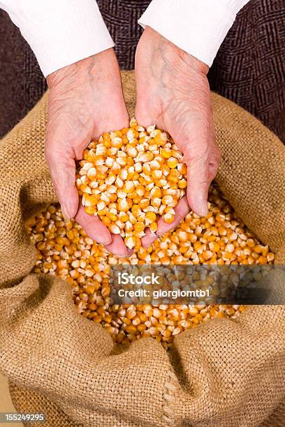 Old Woman Holding Corn Stock Photo - Download Image Now - Active Seniors, Adult, Agriculture