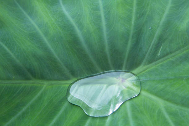 Green taro leaves with beautiful natural patterns and rolling water on the taro leaves that nature has created to prevent the taro leaves from getting wet naturally.
