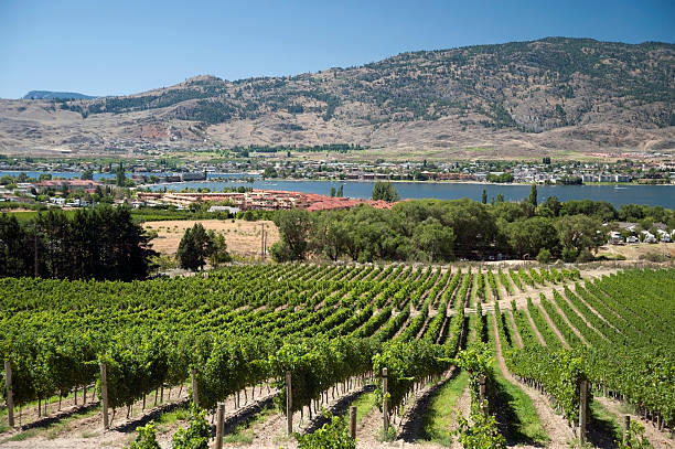 istock Vineyards by Osoyoos in Okanagan 155250040