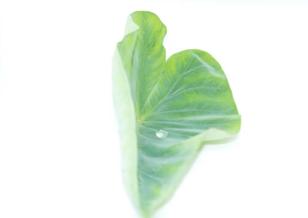 Taro leaves with stripes and patterns on natural leaves built on a white background Shot using flash and electric lights in our own home studio.