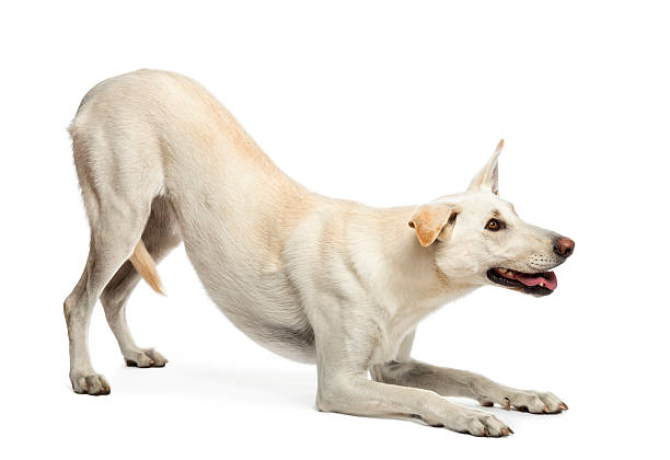 istock Crossbreed dog against white background 155250269