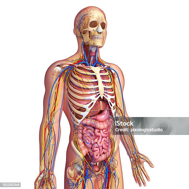 Circulatorio Y Sistema Nervioso Vista Lateral Foto de stock y más banco de imágenes de Cuerpo humano - Cuerpo humano, Tridimensional, Esqueleto humano