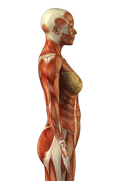 anatomia do sistema muscular feminino - adductor magnus - fotografias e filmes do acervo