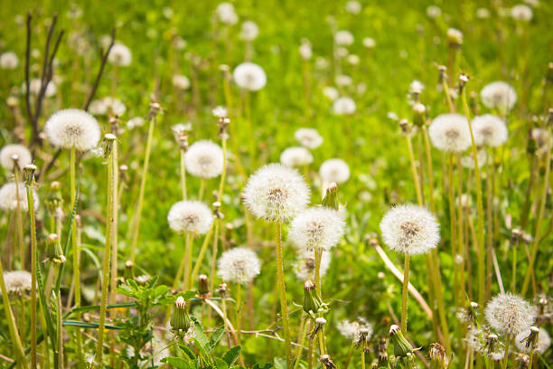 Dandelions stock photo