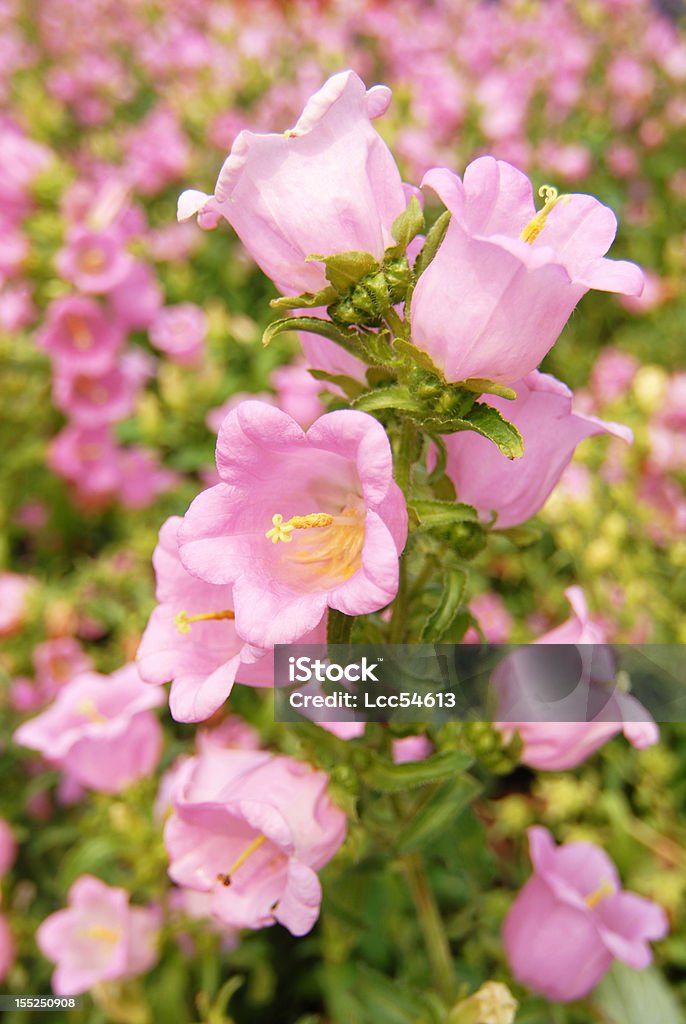 Bell flor de - Foto de stock de Abril royalty-free