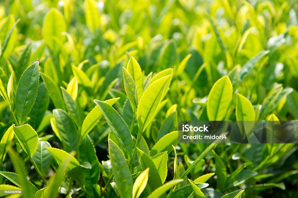 Frische Teeblätter. - Lizenzfrei Blatt - Pflanzenbestandteile Stock-Foto