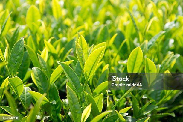 Świeże Liście Herbaty - zdjęcia stockowe i więcej obrazów Bez ludzi - Bez ludzi, Fotografika, Herbata chińska