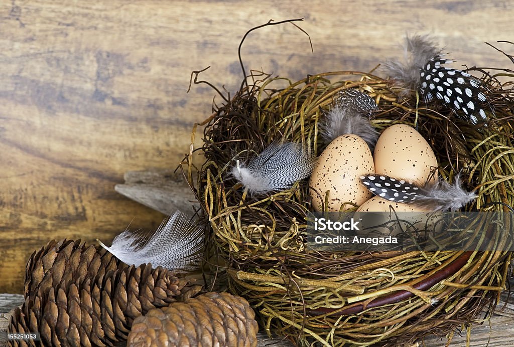 Ninho de ovos - Foto de stock de Estação do ano royalty-free