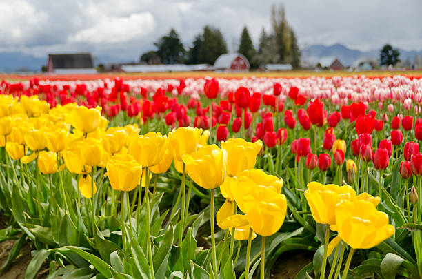 istock Fresh orange tulips and red roses 155251407
