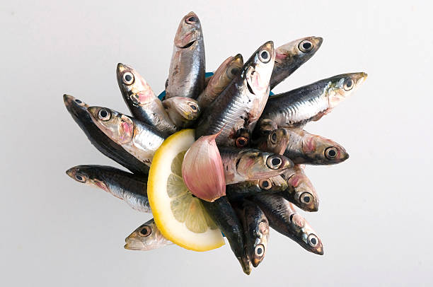 italian fresh anchovies stock photo