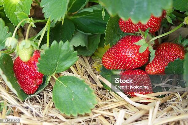 Strawberries In The Field Selective Focus Stock Photo - Download Image Now - Plant, Strawberry, Strawberry Field