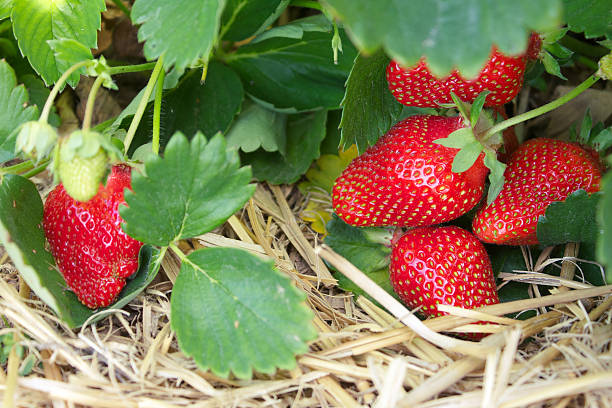 morangos no campo, foco diferencial - strawberry plant imagens e fotografias de stock