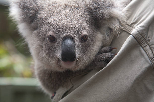 istock Baby Koala in East Australia 155251928