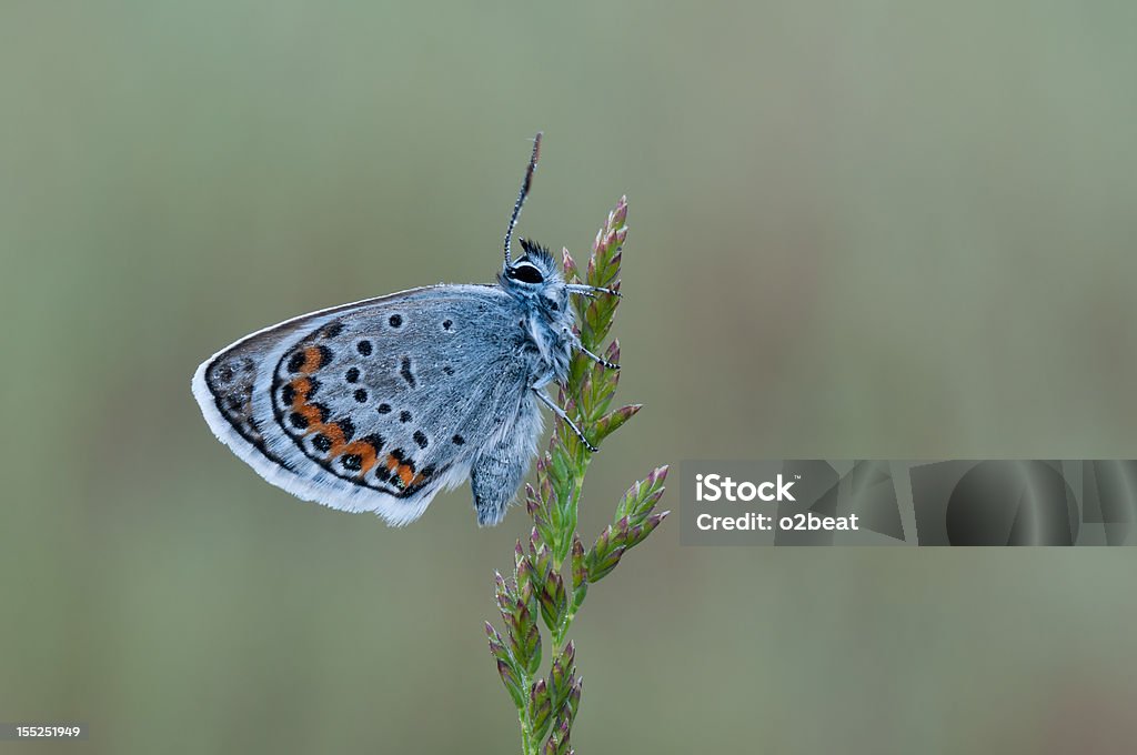 butterfly macro of a blue butterfly Animal Stock Photo