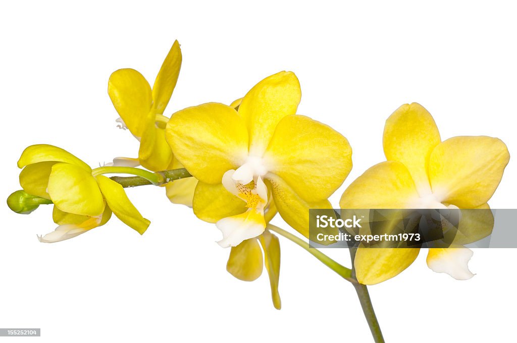Amarelas orchid - Foto de stock de Amarelo royalty-free