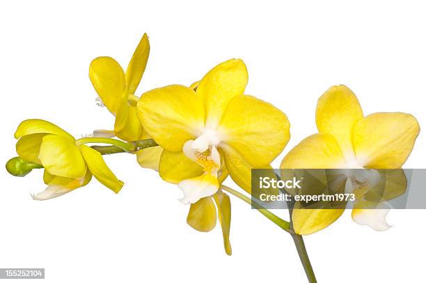Foto de Amarelas Orchid e mais fotos de stock de Amarelo - Amarelo, Beleza natural - Natureza, Bouquet
