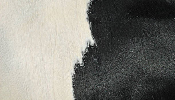 istock close up of a cow 155252553