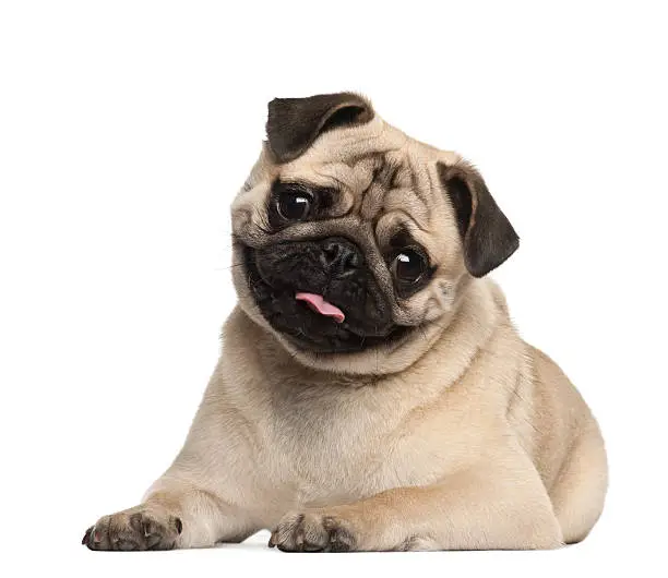 Pug, 9 months old, lying against white background
