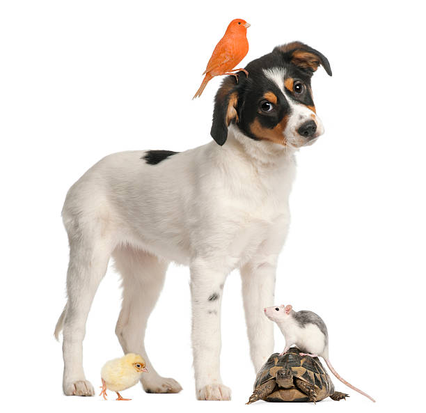 istock Mixed breed puppy, canary, chick, turtle and rat 155252612