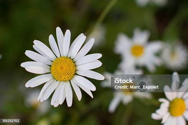 Foto de Branco E Amarelo Flores e mais fotos de stock de Amarelo - Amarelo, Beleza, Beleza natural - Natureza