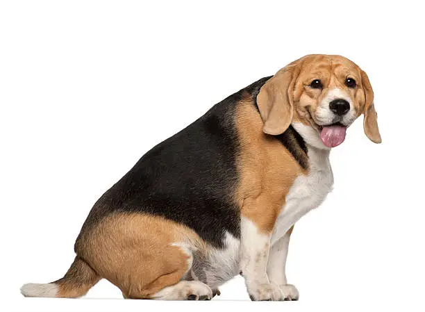 Photo of Fat Beagle, 3 years old, sitting against white background