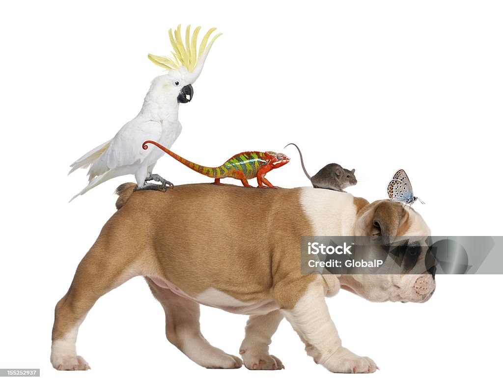 Bulldog inglés cachorro, funda de transporte, camaleón toucan, ratas y mariposa a - Foto de stock de Amistad libre de derechos