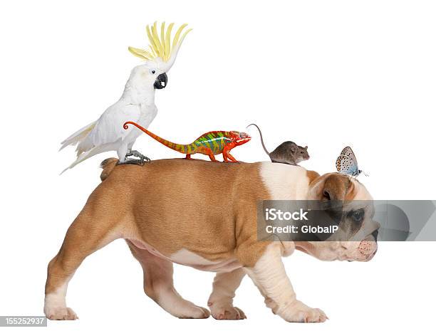 Bulldog Inglés Cachorro Funda De Transporte Camaleón Toucan Ratas Y Mariposa A Foto de stock y más banco de imágenes de Amistad