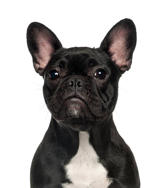 istock French Bulldog puppy, 6 months old, against white background 155252940
