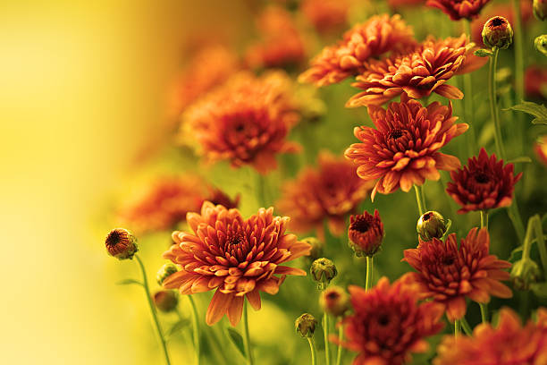 istock Colorful autumnal chrysanthemum 155252951