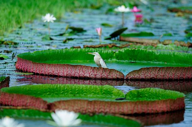 istock Bird on a  Victoria Water Lily 155252952