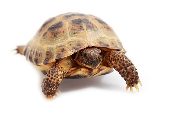 istock Russian, Horsfield's or Central Asian tortoise - Agrionemys horsfieldii 155252981