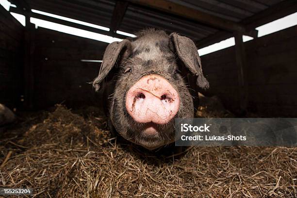 Photo libre de droit de Cochon Dans Les Enclos De Ferme banque d'images et plus d'images libres de droit de Grange - Grange, Porc - Mammifère ongulé, Porc - Viande