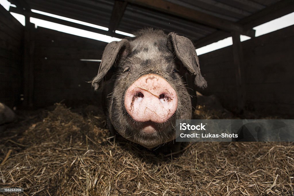 Porco no Recinto para Animais - Royalty-free Carne de Porco Foto de stock