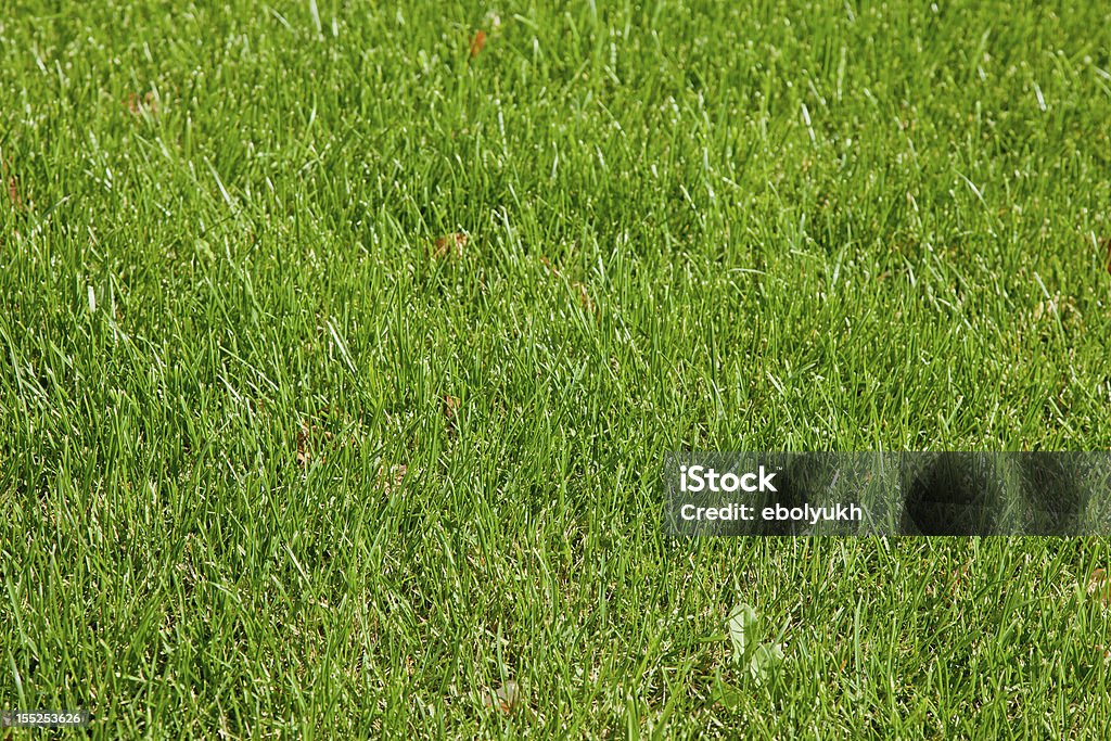 erba verde - Foto stock royalty-free di Ambientazione esterna