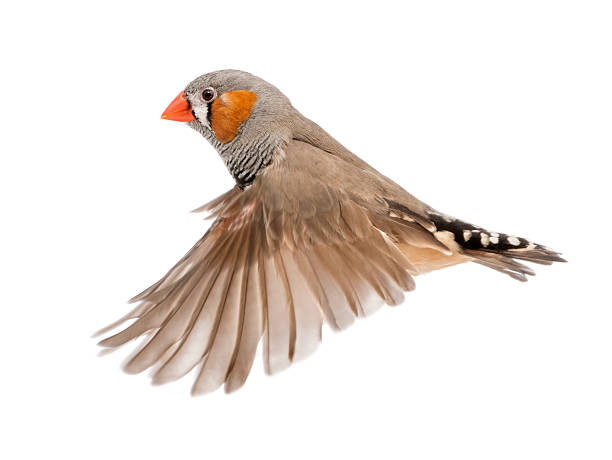 Zebra Finch flying, Taeniopygia guttata, against white background Zebra Finch flying, Taeniopygia guttata, against white background zebra finch stock pictures, royalty-free photos & images